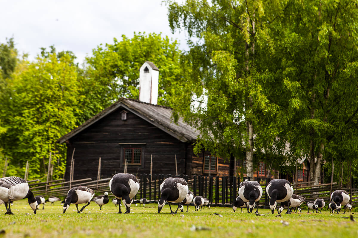 Viyana Skansen Açık Hava Müzesi